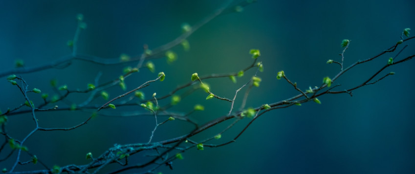 Spring, illustrative picture