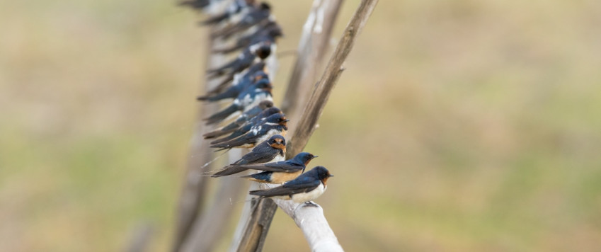 Swallows, illustrative picture