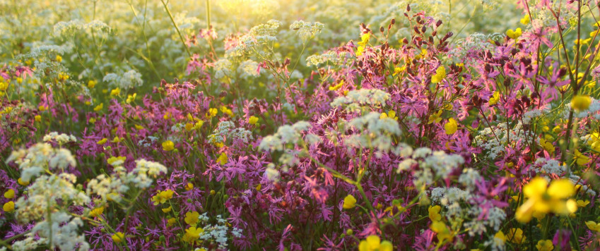 Latvian meadow, illustrative picture