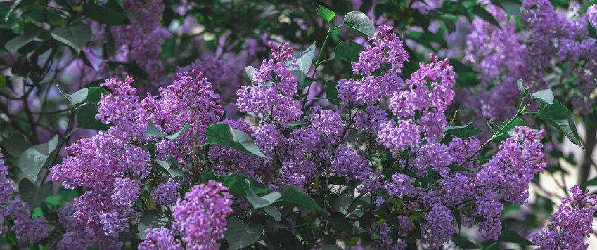 Illustrative photo lilac