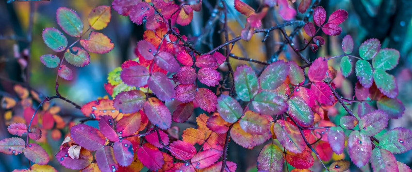 Illustrative photo autum leaves