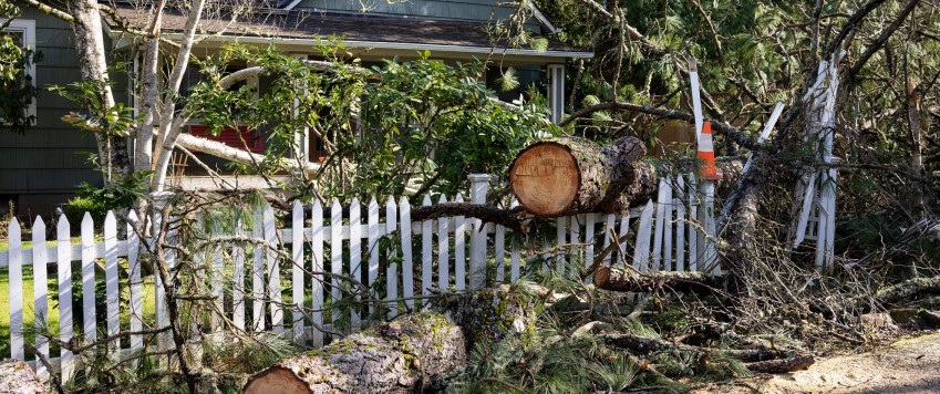 Illustrative photo trees after storm