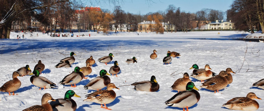 Illustrative photo ducks on the ice