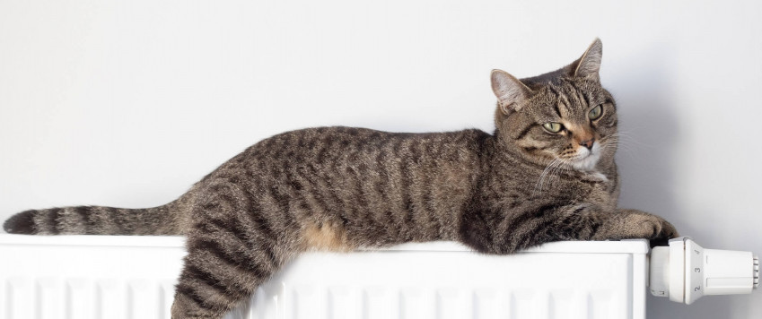 Illustrative photo cat on heater