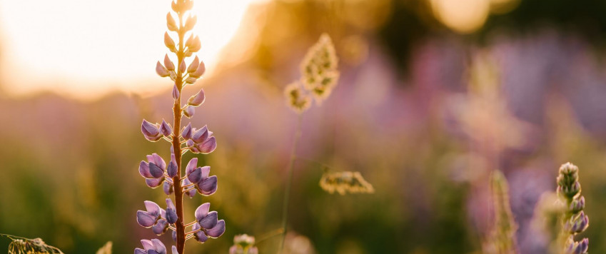 Illustrative photo summer flovers