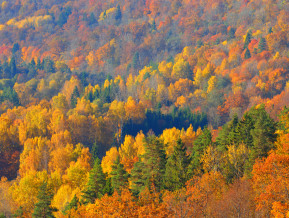 Latvia's Macro Profile. October 2020