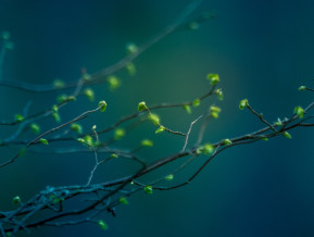 Spring, illustrative picture