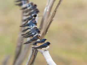 Swallows, illustrative picture