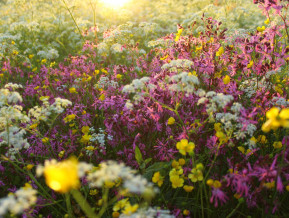 Latvian meadow, illustrative picture