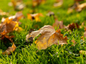 Autumn, illustrative picture