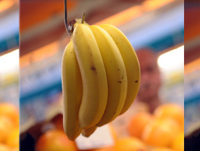 Bananas hanging, illustrative picture