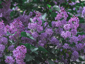 Illustrative photo lilac