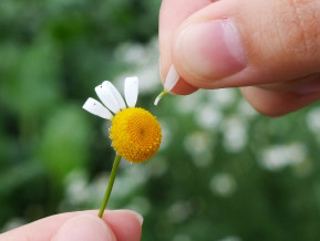 Illustrative flower