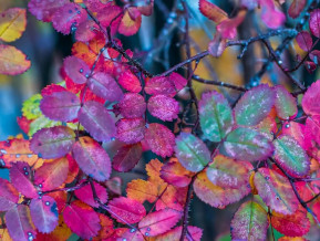 Illustrative photo autum leaves