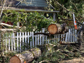 Illustrative photo trees after storm