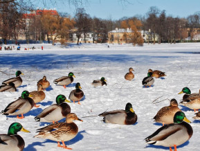 Illustrative photo ducks on the ice