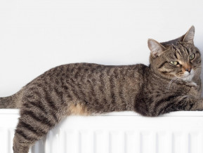 Illustrative photo cat on heater