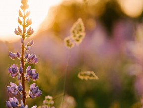 Illustrative photo summer flovers